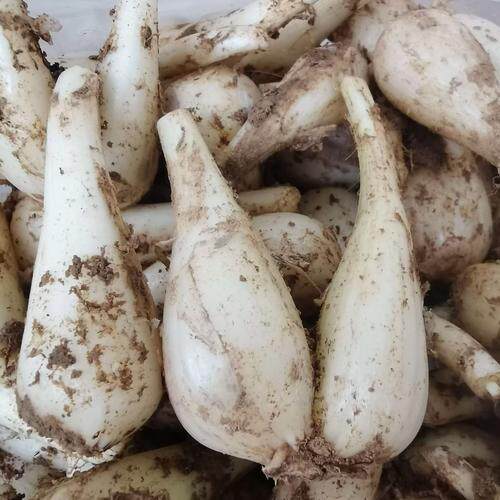 广西桂林新鲜荞头新鲜现挖藠头大个茭头葱头时令蔬菜野生教头