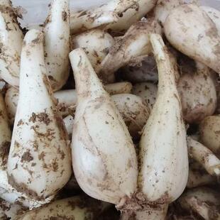 广西桂林新鲜荞头新鲜现挖藠头大个茭头葱头时令蔬菜野生教头