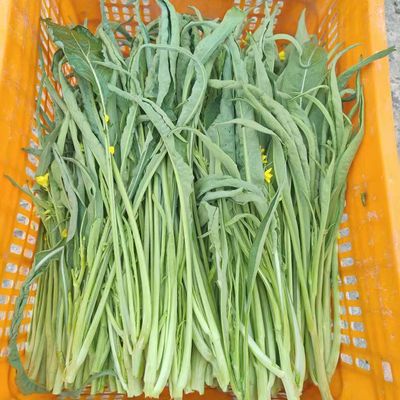 桂林柳叶菜花甜菜花新鲜蔬菜三月