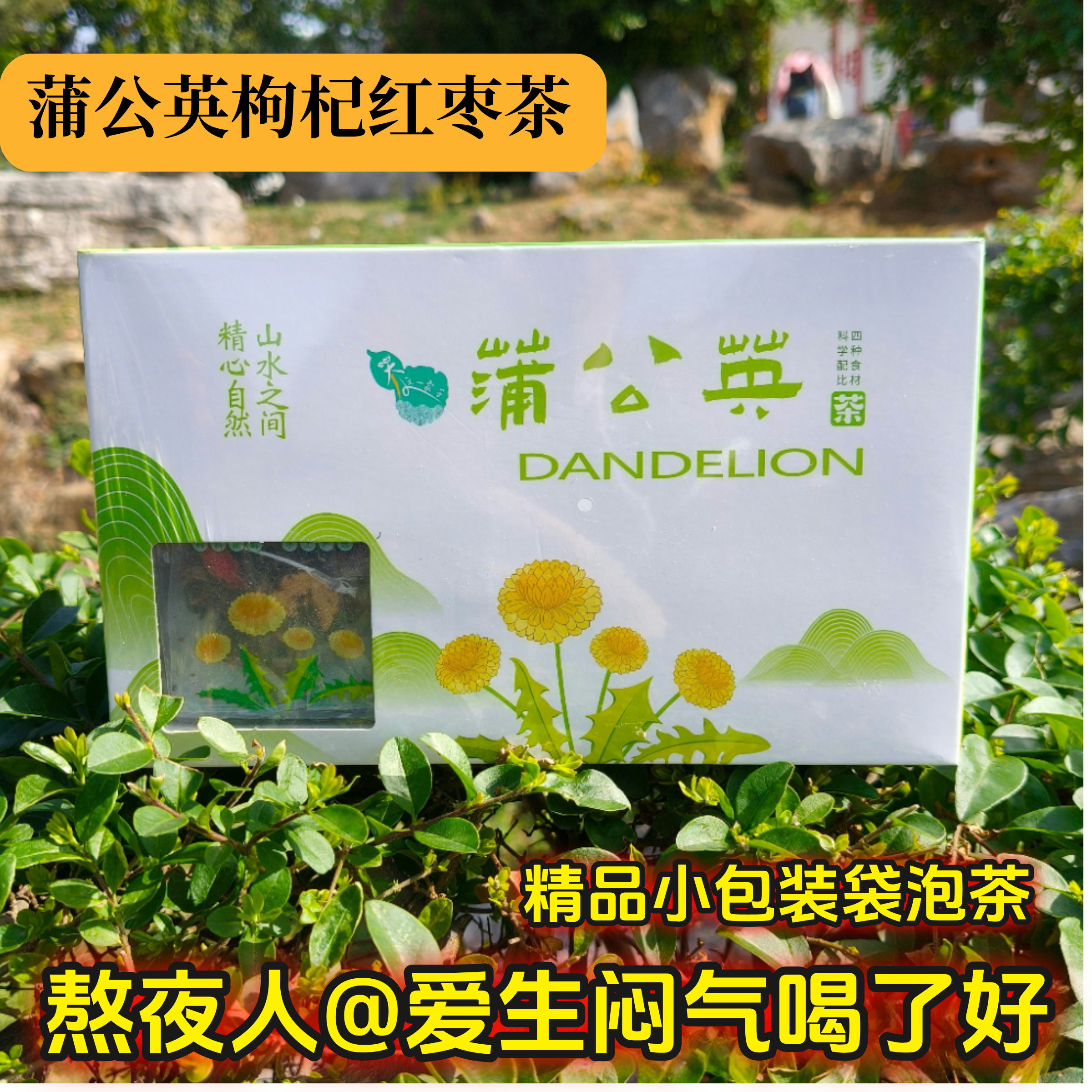 甘肃宕昌蒲公英根蒲公英叶枸杞红枣配方养生茶爱生气火气大喝了好