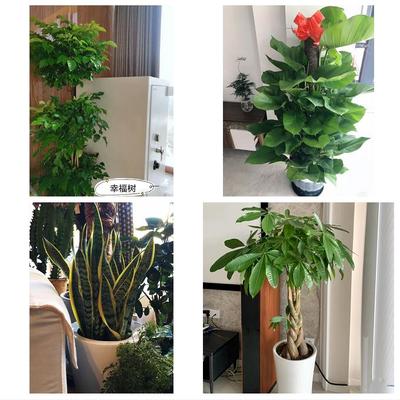 发财树幸福树送公司开业乔迁宜昌市五峰县宜都当阳枝江市同城花店