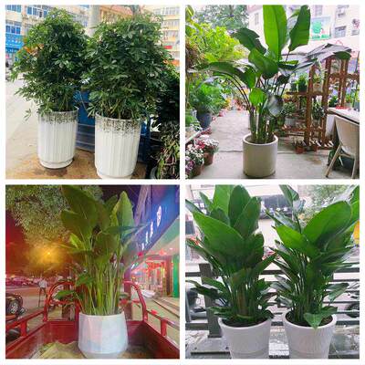 新居入伙店铺开张公司开业绿植花篮陕西西安市未央区雁塔区阎良区