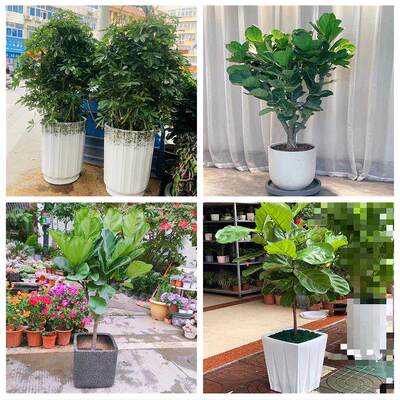 新居入伙店铺开张公司开业绿植花篮陕西汉中市汉台区南郑区城固县