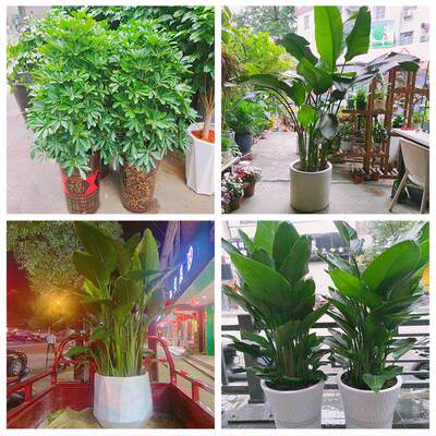新居入伙店铺开张公司开业绿植花篮阿图什市喀什市疏勒泽普莎车县