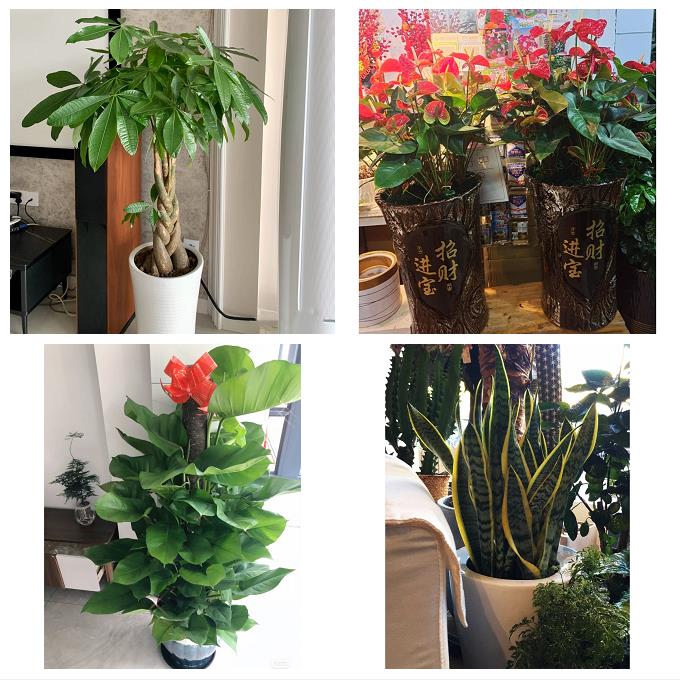 发财树幸福树送公司开业乔迁送宜宾市江安长宁县高县珙县同城花店