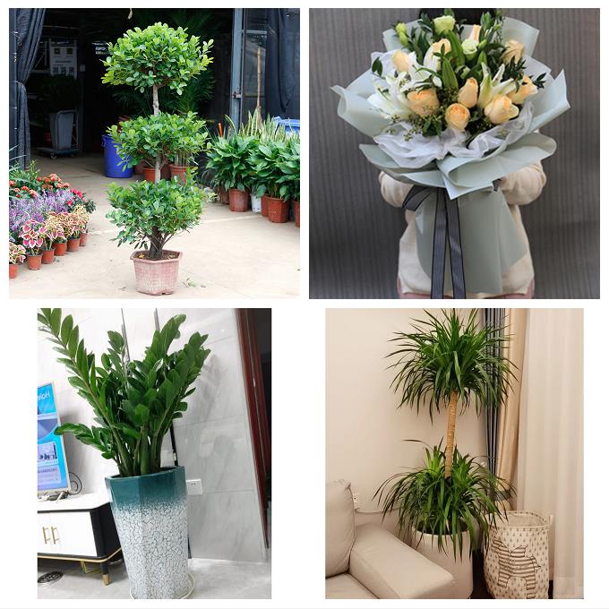 发财树幸福树送公司开业乔迁漳州市漳浦诏安长泰县东山县同城花店