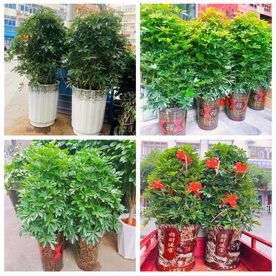 新居入伙店铺开张公司开业绿植花篮陕西渭南临渭华州区韩城华阴市