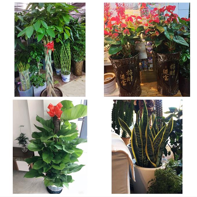 发财树幸福树送公司开业乔迁送曲靖市富源县会泽县宣威市同城花店