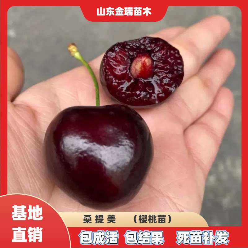 桑提美车厘子树苗南北方地栽果树盆栽嫁接大樱桃树樱桃苗当年结果