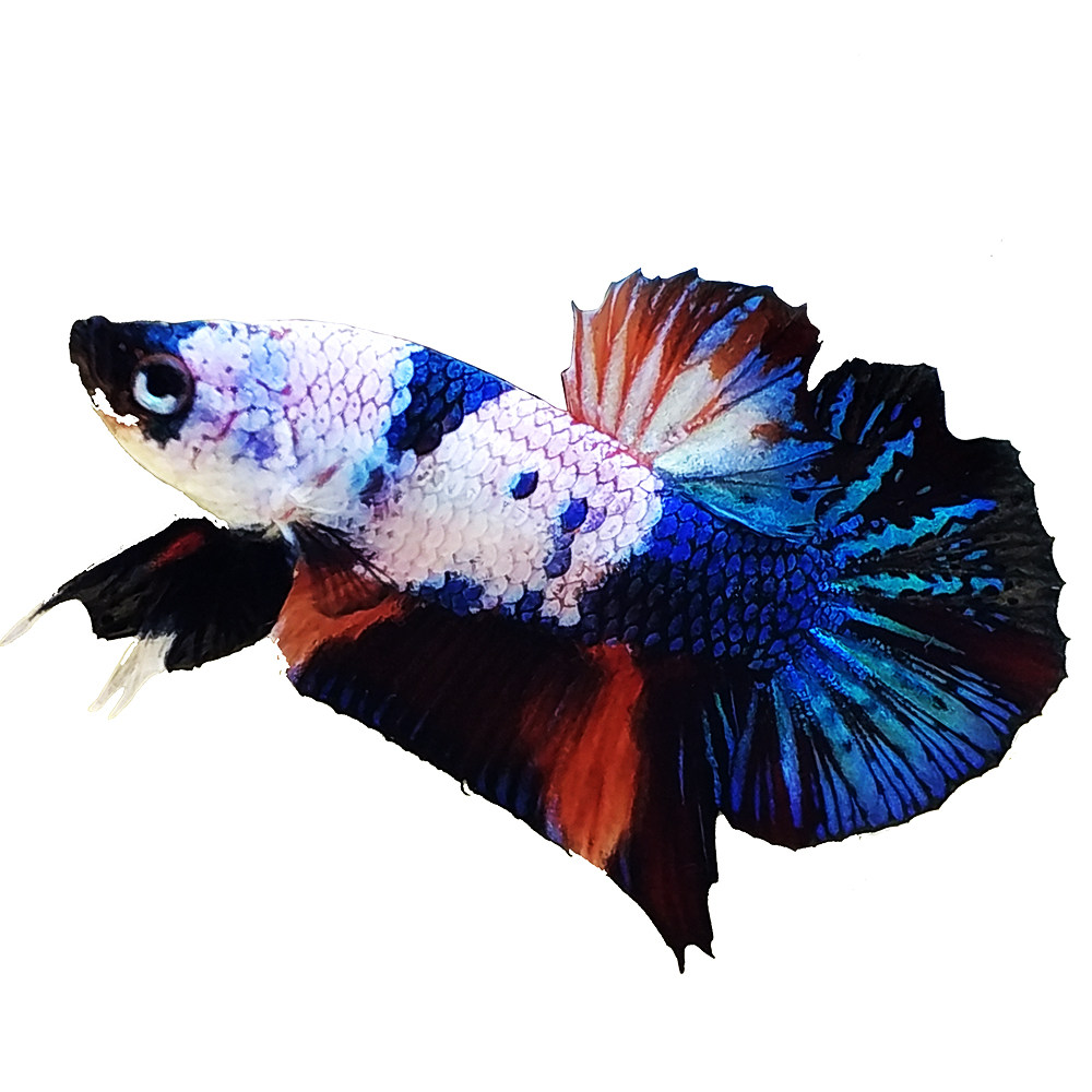泰国大耳糖果koi将军斗鱼直播幻彩青花红黑黄龙将军巨斗热带鱼