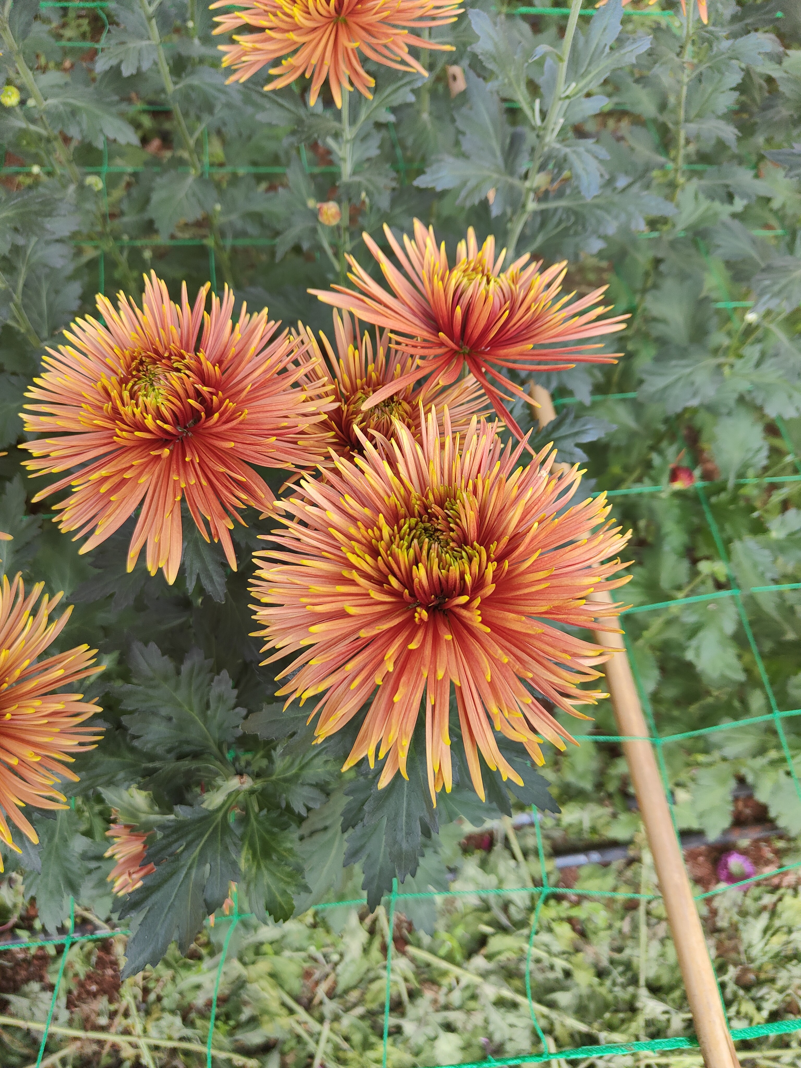 1单普通快递2单顺丰包邮