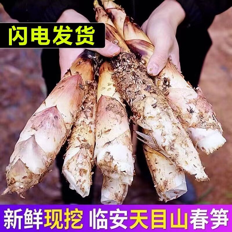 浙江临安发货新鲜雷笋现挖高山羊毛笋竹笋春笋农家5斤