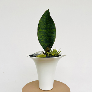 宝镜虎皮兰盆栽室内观叶美观好养四季硬叶虎皮兰一片叶桌面植物