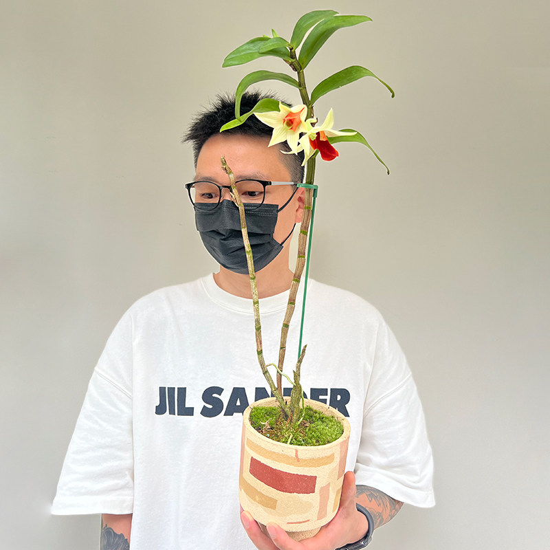 黑毛石斛大美丽翅鄂石斛盆栽吊兰花卉室内客厅阳台吸甲醛绿植物