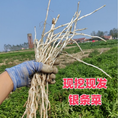 农家自种土特产新鲜银条菜含水苏糖凉菜地参银条现挖现发包邮