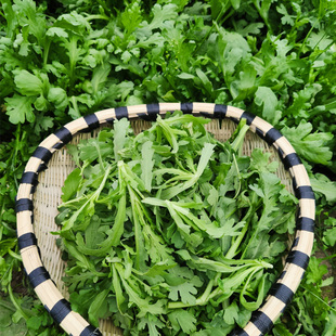 新鲜茼蒿农家自种当季时令蔬菜中叶茼蒿同蒿蓬蒿现摘现发皇帝菜