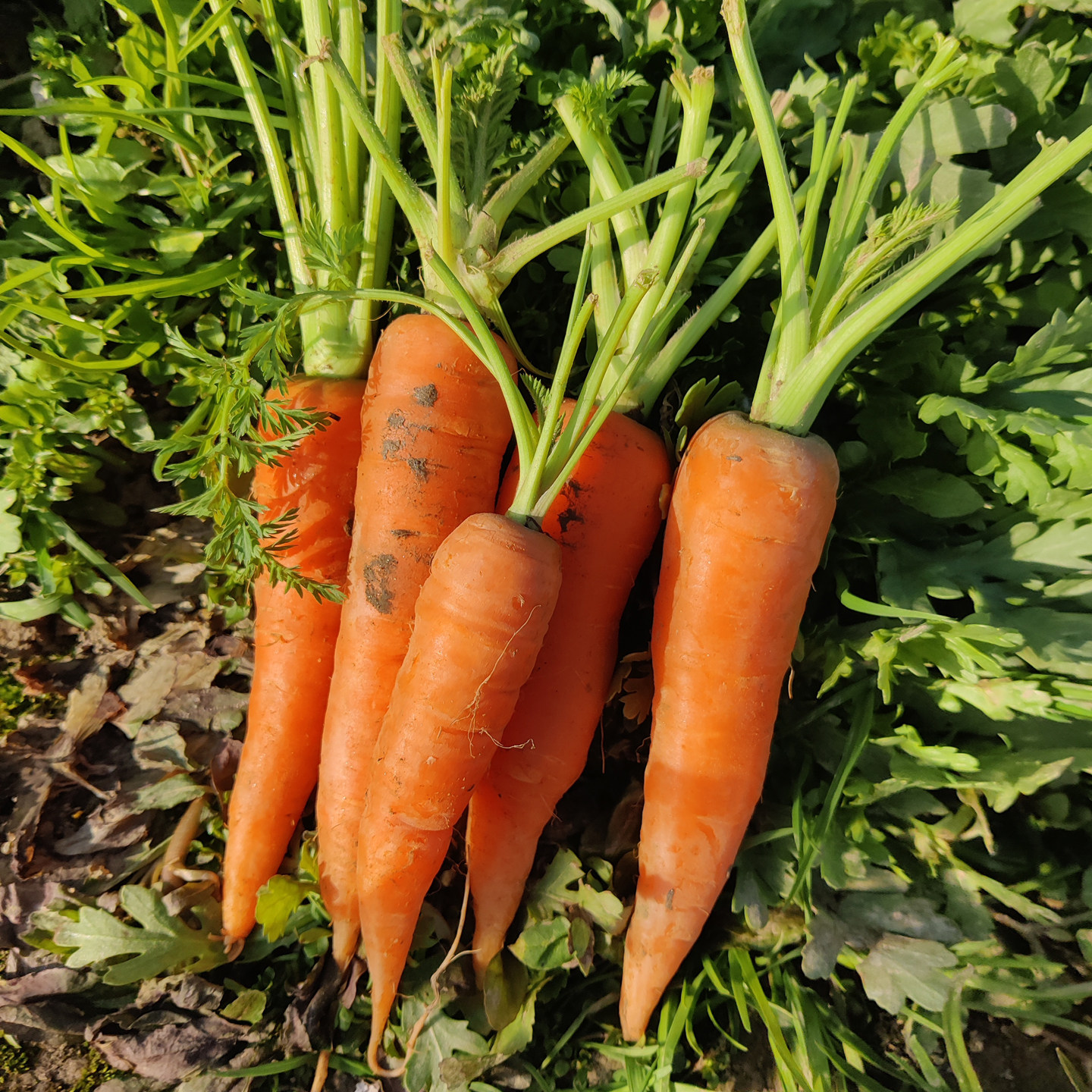 湖北农家自种胡萝卜新鲜5斤装农家老品种带泥现挖现发露天种植,水产肉类/新鲜蔬果/熟食,萝卜/胡萝卜,淘宝优惠券,粉丝福利购,淘宝优惠卷