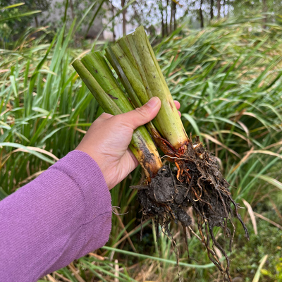 茭白种苗高瓜根苗茭白苗茭瓜苗高笋苗菰菜茭草苗种苗龙虾塘鱼塘