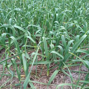 农家自种新鲜大蒜苗红皮青梗大蒜苗新鲜蔬菜现挖现发本地蒜苗香蒜