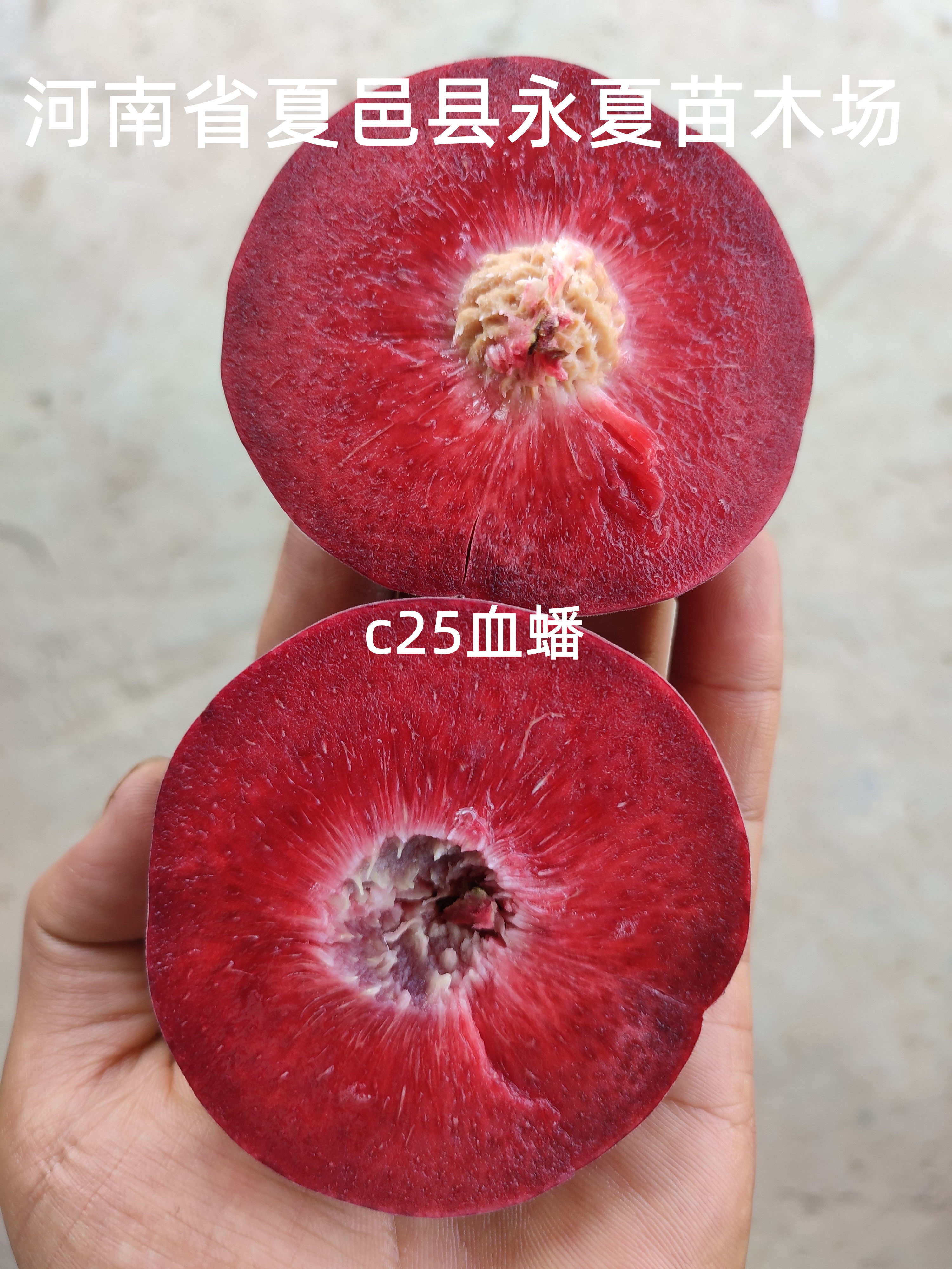 血蟠桃苗c25蟠桃水晶血蟠桃红肉紫蟠金陵血蟠桃特色桃树苗果苗