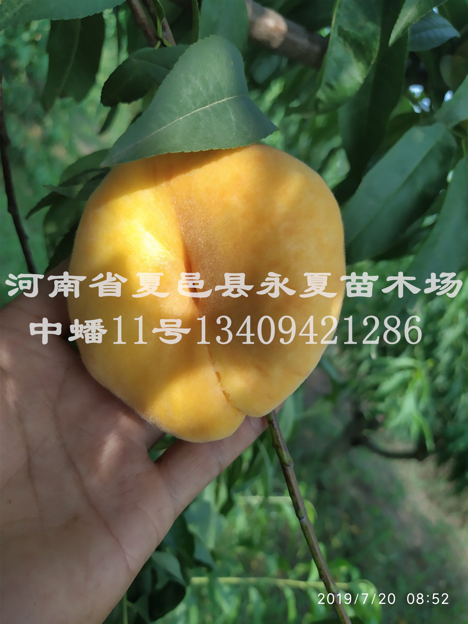 中蟠11号桃苗黄金密蟠桃苗黄金蟠桃苗优质果树苗盆栽新品种桃树苗