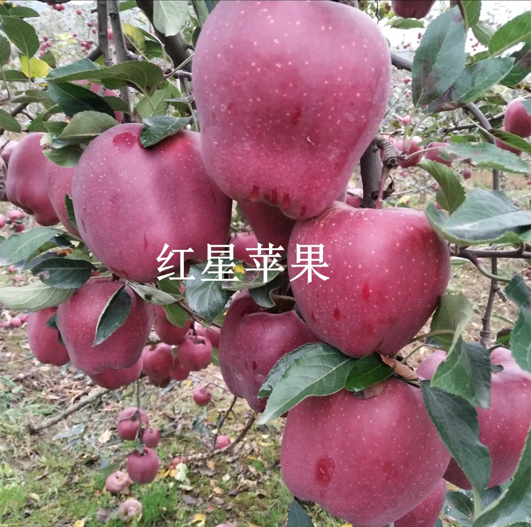 红星苹果苗花牛苹果元帅系列品种苹果苗老品种苹果树苗新红星