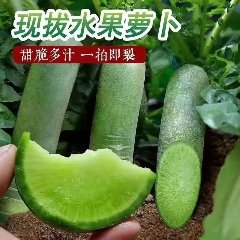 2026年现拔的水果萝卜绿皮绿心青萝卜长条水果萝卜脆甜爽口生吃
