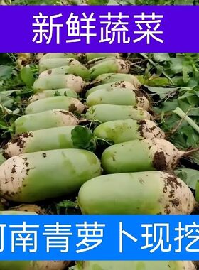 今年河南现挖青萝卜新鲜现拔青萝卜老品种炒菜腌制胡萝卜