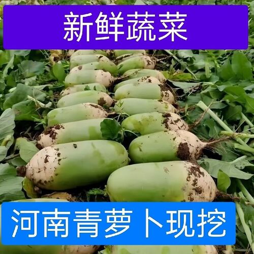 今年河南现挖青萝卜新鲜现拔青萝卜老品种炒菜腌制胡萝卜