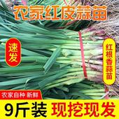 河南红皮蒜苗新鲜大蒜苗5斤9斤红根大蒜青蒜苗当季 蔬菜现挖农家菜
