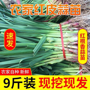 河南红皮蒜苗新鲜大蒜苗5斤9斤红根大蒜青蒜苗当季蔬菜现挖农家菜
