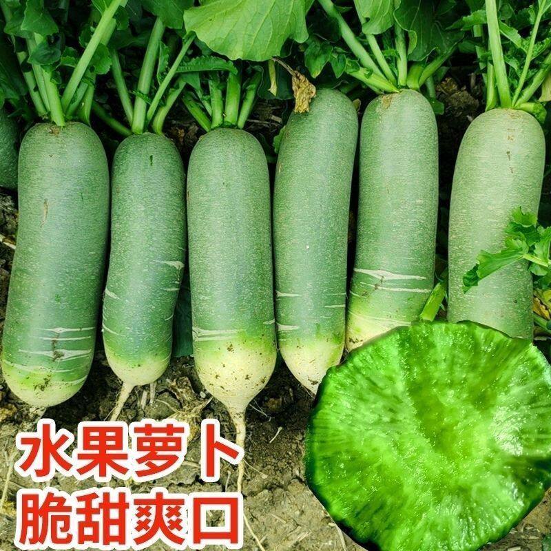 5斤应季正宗河南水果萝卜绿心青萝卜新鲜现挖萝卜新鲜蔬菜3斤萝卜