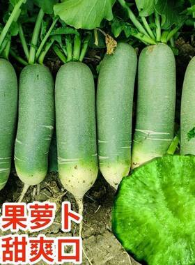 5斤应季正宗河南水果萝卜绿心青萝卜新鲜现挖萝卜新鲜蔬菜3斤萝卜