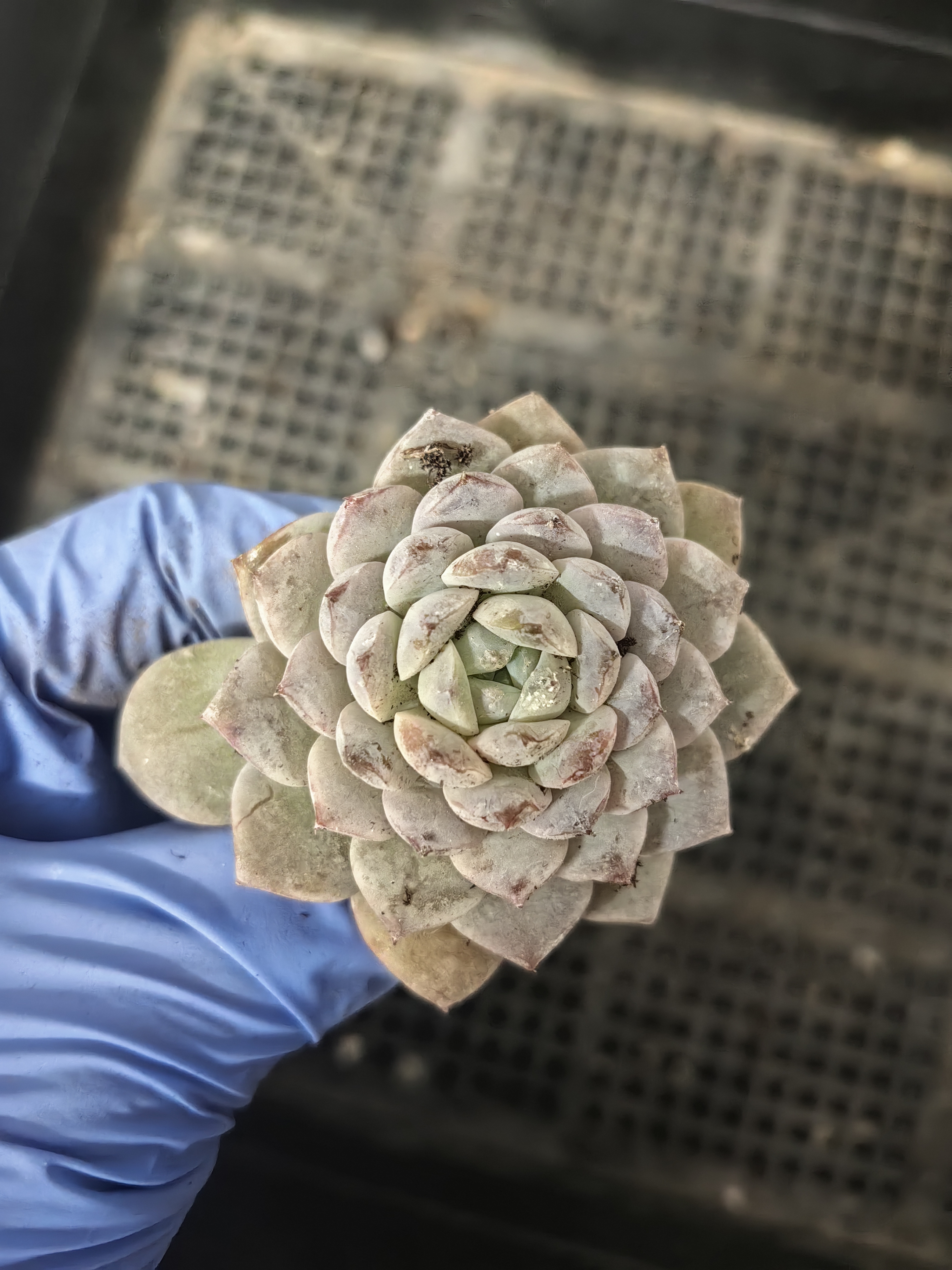 清棚恩宠格瑞斯老桩多肉植物新手好养