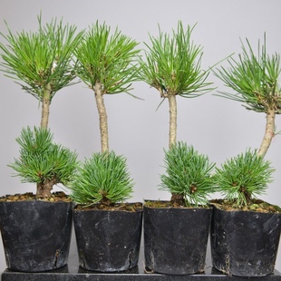 嫁接日本短针五针松宫岛大阪松苗素材小苗树苗树桩盆景素材五针松