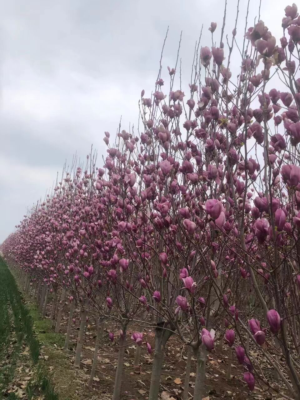 广玉兰树苗四季常青玉兰树苗玉兰苗白玉兰树苗庭院植物行道地栽