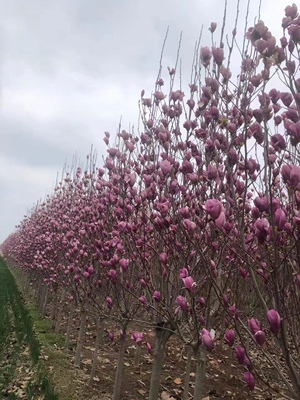广玉兰树苗四季常青玉兰树苗玉兰苗白玉兰树苗庭院植物行道地栽