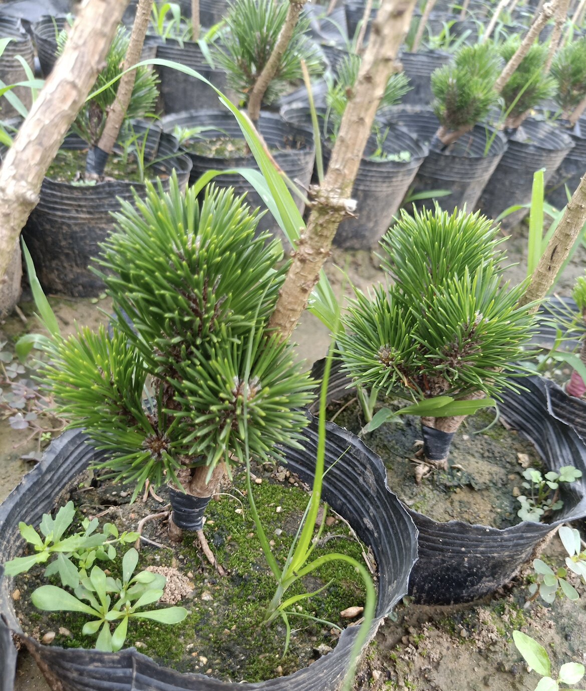 千寿丸盆栽树苗日本短针松树黑松嫁接千寿丸