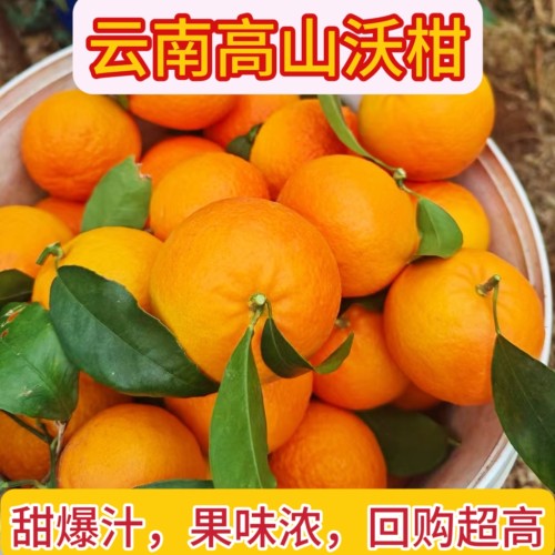 云南宾川高山当季新鲜沃柑甜橘子桔现摘现发味道浓