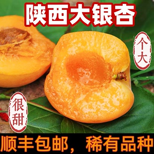 陕西骊山露天大银杏纯甜多汁应季蜜杏新鲜孕妇现摘现发顺丰包邮