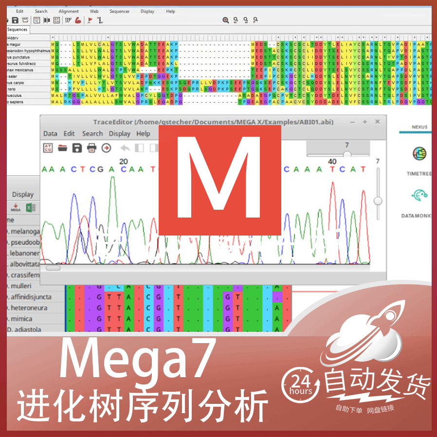 Mega 7 Mega7 生物进化树序列分析对比软件 附教程 win系统版