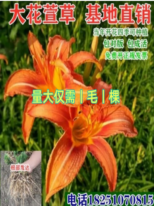 大花萱草苗忘忧草苗公园庭院绿化红花萱草黄花萱草好耐寒四季可栽