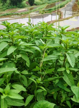 新鲜土薄荷重庆农村野薄荷清凉薄荷老根可食用药材可种植盆栽易活