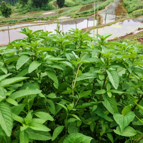 新鲜土薄荷重庆农村野薄荷清凉薄荷老根可食用药材可种植盆栽易活