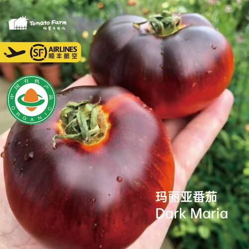 【首批成熟100斤】Dark Maria 有机玛丽亚番茄非转基西红柿顺丰