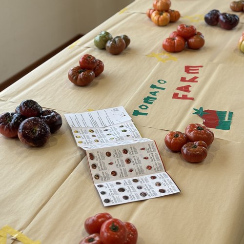 【番茄图鉴】珍稀各种番茄图鉴