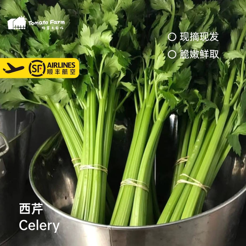 Celery西芹9次份额（电话确认后发货）Celery 9 experience脆嫩鲜