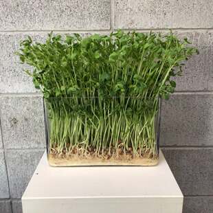 特冒头农场 · 【嫩！】豆苗菜鲜嫩不带根生态蔬菜500g生鲜现挖现