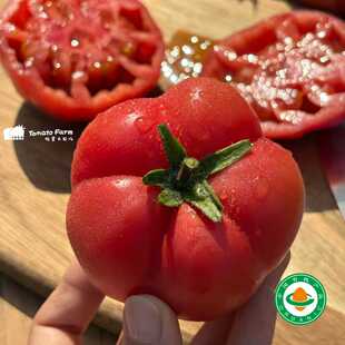 【有机粉马蹄番茄】个个沙瓤粉质有机粉马蹄番茄非转基西红柿即食