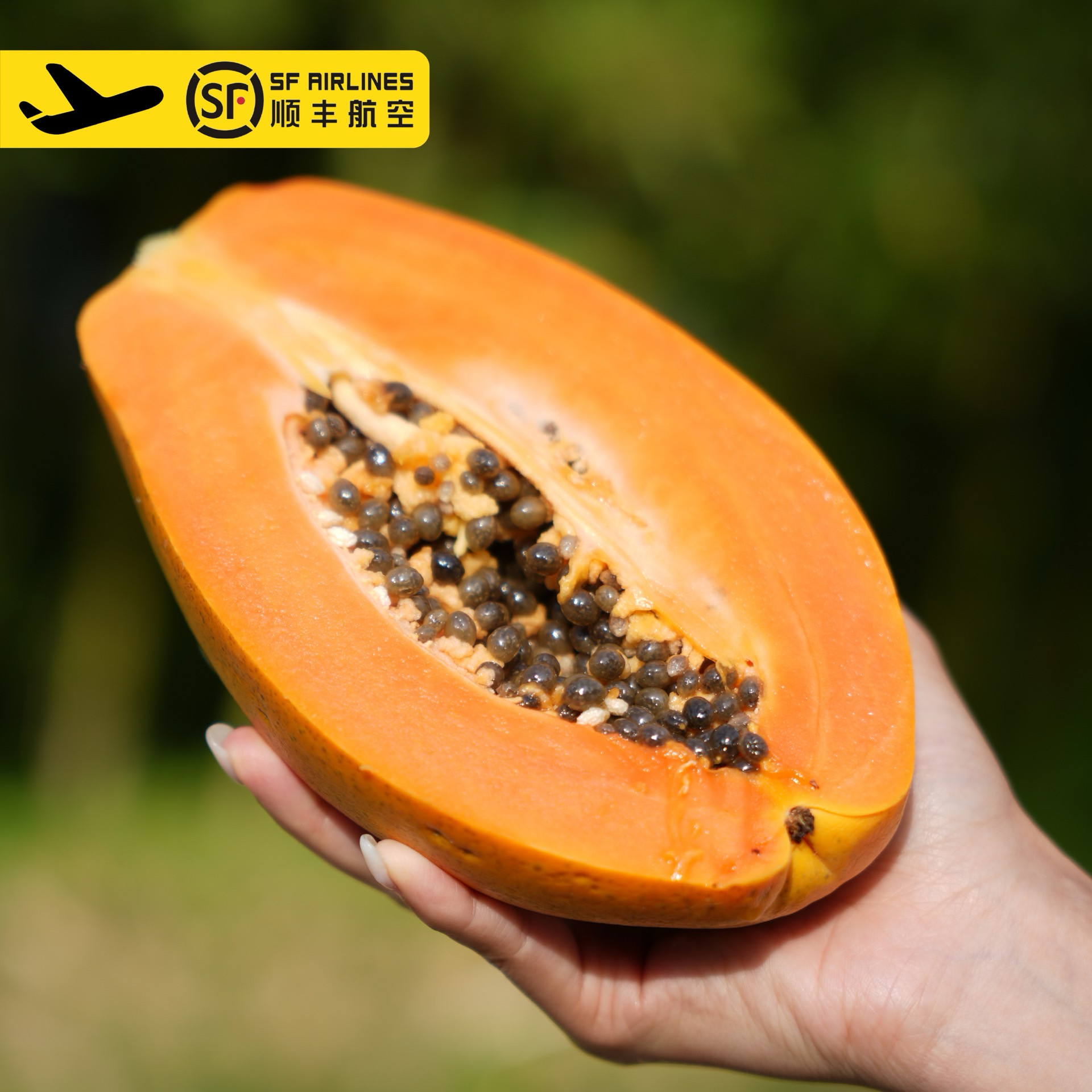 【甜润！】Mountain Papaya 木瓜自然熟成果香浓软糯香甜